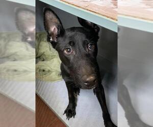 Dutch Shepherd -Labrador Retriever Mix Dogs for adoption in Ramona, CA, USA