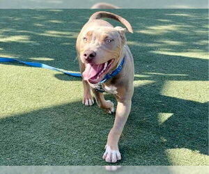 American Pit Bull Terrier-Unknown Mix Dogs for adoption in Martinez, CA, USA