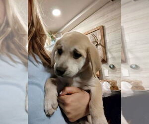 Catahoula Leopard Dog-Great Pyrenees Mix Dogs for adoption in New London, WI, USA