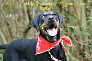 Doberman Pinscher-Plott Hound Mix Dogs for adoption in Siler City, NC, USA