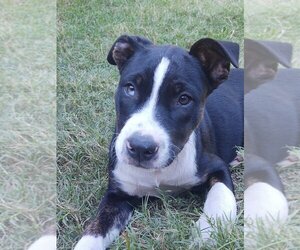 American Pit Bull Terrier-Catahoula Leopard Dog Mix Dogs for adoption in Claremore, OK, USA