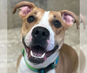 Mutt Dogs for adoption in Jefferson, WI, USA