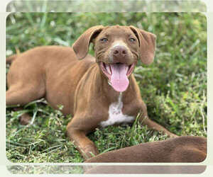 German Shorthaired Lab Dogs for adoption in MIDWAY, UT, USA