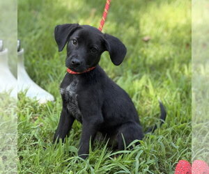 Mutt Dogs for adoption in Yardley, PA, USA