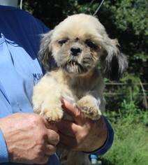 Shih Tzu Dogs for adoption in Oxford, WI, USA
