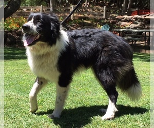 English Shepherd Dogs for adoption in Penngrove, CA, USA