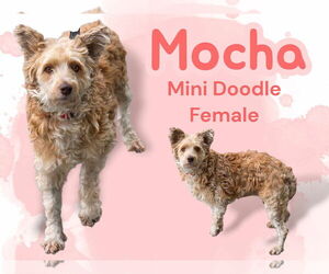 Goldendoodle (Miniature) Dogs for adoption in Anchorage, AK, USA