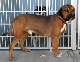 Boxweiler Dogs for adoption in Oskaloosa, IA, USA