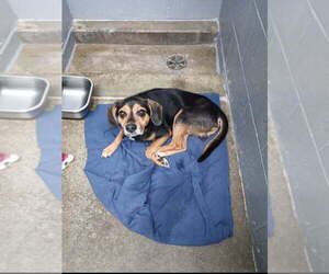 Beagle-Unknown Mix Dogs for adoption in Evansville, IN, USA