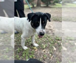 Great Pyrenees Dogs for adoption in Sugar Land, TX, USA