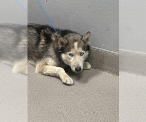 Huskies -Unknown Mix Dogs for adoption in Las Vegas, NV, USA