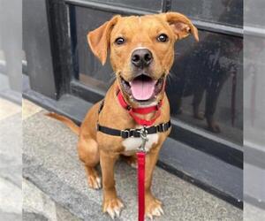 Labrador Retriever Dogs for adoption in Redwood City, CA, USA