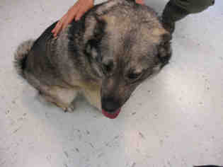 Norwegian Elkhound Dogs for adoption in Waterford, VA, USA