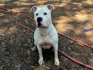 Bullboxer Pit Dogs for adoption in Fremont, CA, USA