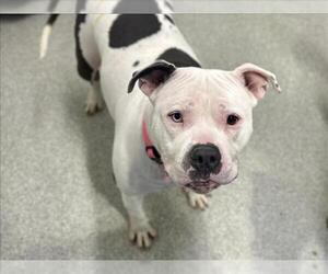 Mutt Dogs for adoption in Fort Collins, CO, USA