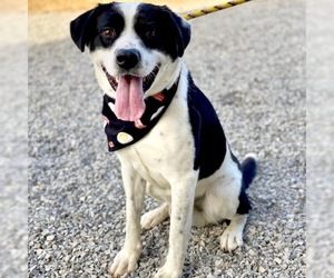 Borador Dogs for adoption in Maryville, TN, USA