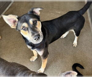 German Shepherd Dog Dogs for adoption in San Bernardino, CA, USA