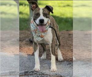 American Pit Bull Terrier-American Staffordshire Terrier Mix Dogs for adoption in Benton, PA, USA