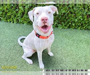 Labrador Retriever-Unknown Mix Dogs for adoption in West Palm Beach, FL, USA