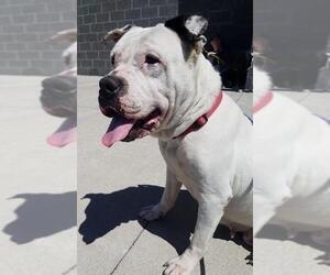 American Bulldog Dogs for adoption in Maryville, TN, USA
