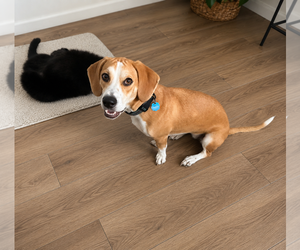 Bagle Hound Dogs for adoption in Euless, TX, USA