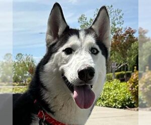 Huskies -Unknown Mix Dogs for adoption in Woodland, CA, USA