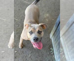 American Pit Bull Terrier Dogs for adoption in Riverside, CA, USA