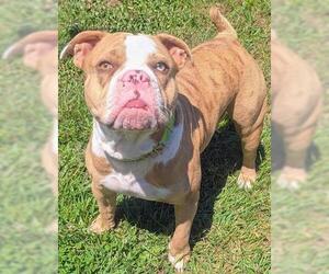 Bulldog-Unknown Mix Dogs for adoption in Akron, OH, USA