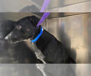 Mutt Dogs for adoption in Riverside, CA, USA