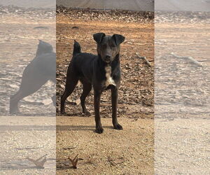 Labrador Retriever-Unknown Mix Dogs for adoption in Forest, VA, USA