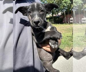 Medium Photo #1 Miniature Schnauzer-Unknown Mix Puppy For Sale in Houston, TX, USA