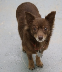 Chiranian Dogs for adoption in Phoenix , AZ, USA