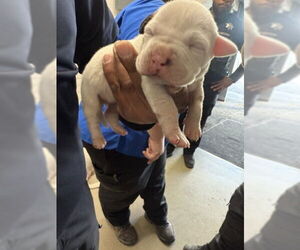 Mutt Dogs for adoption in San Bernardino, CA, USA