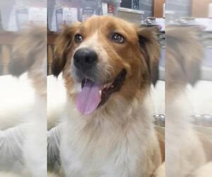 Australian Retriever Dogs for adoption in Pottstown, PA, USA