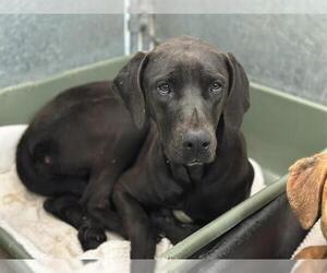 Plott Hound-Unknown Mix Dogs for adoption in HESPERIA, CA, USA