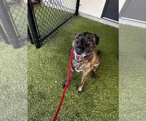 Boxador Dogs for adoption in Princeton, MN, USA