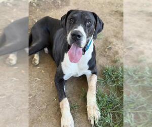 Great Dane Dogs for adoption in Riverside, CA, USA