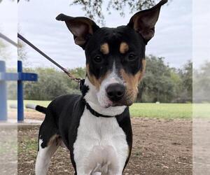 American Staffordshire Terrier-Unknown Mix Dogs for adoption in San Antonio, TX, USA