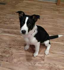Border Collie Dogs for adoption in Glen Haven, WI, USA