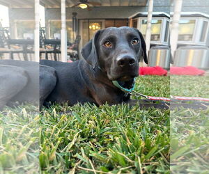 Labrador Retriever-Unknown Mix Dogs for adoption in San Diego, CA, USA