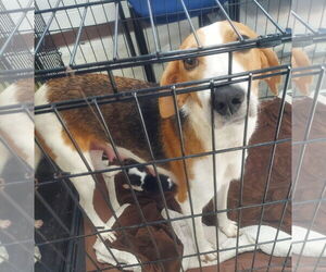 Mutt Dogs for adoption in Glen Allen, VA, USA