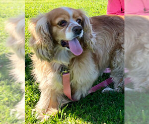 Cocker Spaniel Dogs for adoption in Santa Ana, CA, USA