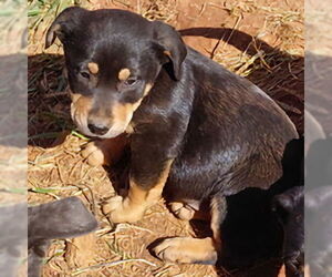 Colonial Cocker Spaniel-Rottweiler Mix Dogs for adoption in Rutherfordton, NC, USA