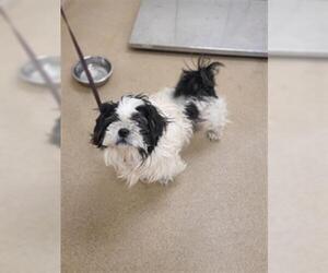 Shih Tzu Dogs for adoption in Santa Maria, CA, USA