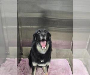 German Shepherd Dog Dogs for adoption in Fort Lauderdale, FL, USA