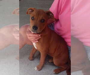 Mutt Dogs for adoption in Harrison, AR, USA