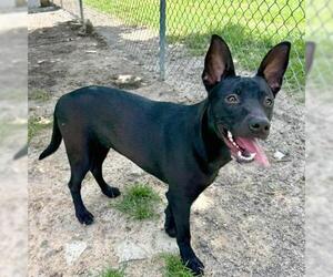 Australian Kelpie-Unknown Mix Dogs for adoption in Conroe, TX, USA