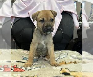 Greyhound-Labrador Retriever Mix Dogs for adoption in Stockton, CA, USA