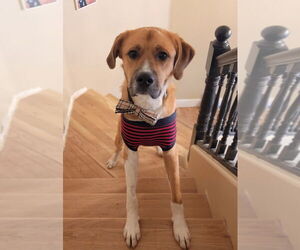 Mutt Dogs for adoption in Salt Lake City, UT, USA