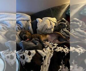 Mutt Dogs for adoption in Louisville, KY, USA